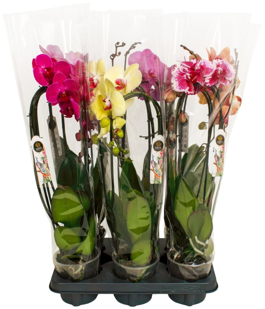 Perhoskämmekkä Phalaenopsis Mix kaarella 2-vanaa P12