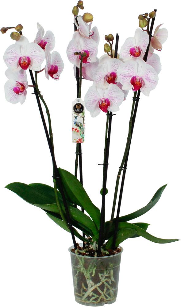 PERHOSKÄMMEKKÄ DENVER P12 PHALAENOPSIS 4