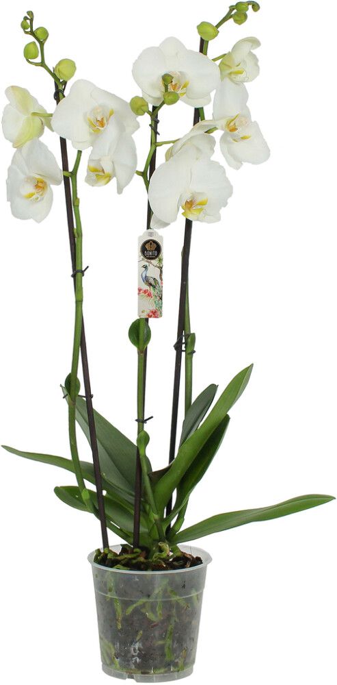 Perhoskämmekkä Phalaenopsis Nottingham 3-vanaa P12