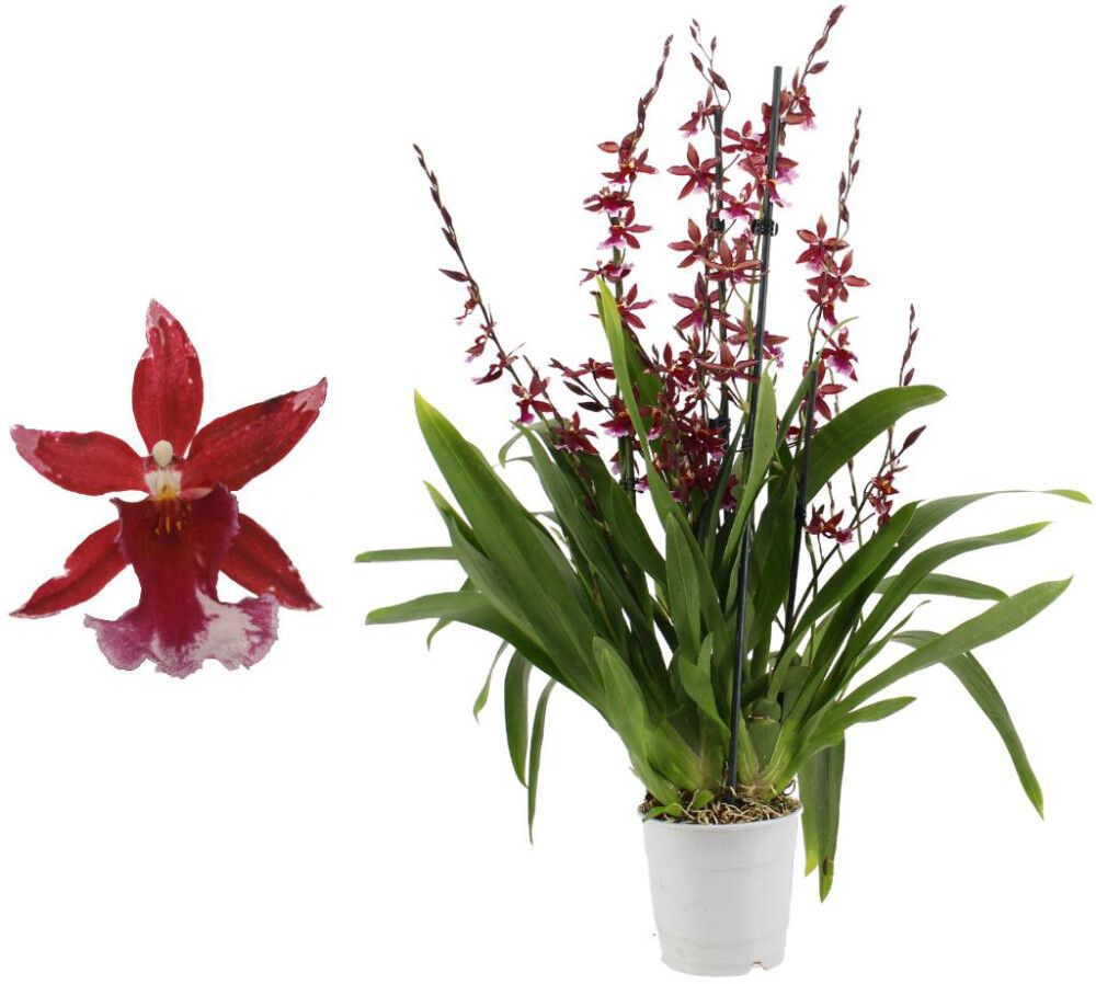 Orkidea Cambria Barrocco 5-vanaa P12