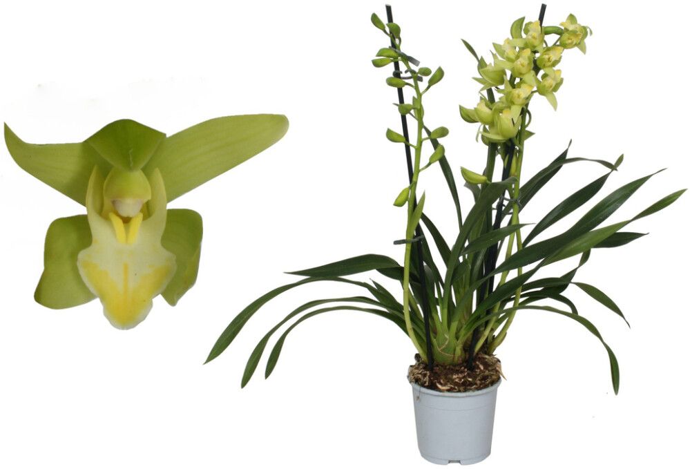 Kymbidiorkidea Cymbidium Green Arrow 2-vanaa P12