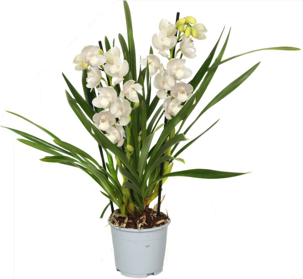 Kymbidiorkidea Cymbidium Ice Dance 2-vanaa P12