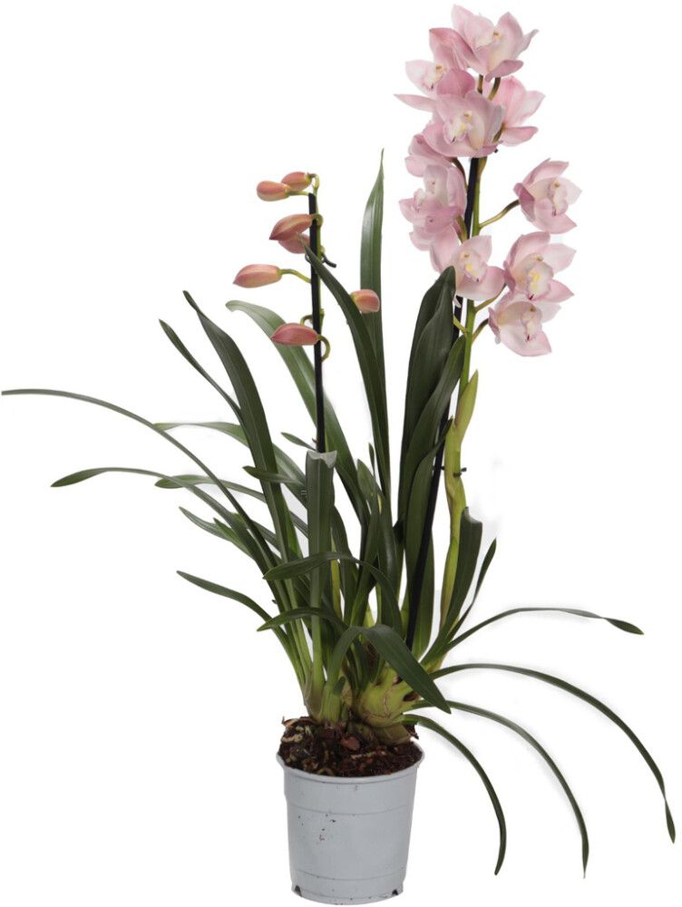 Kymbidiorkidea Cymbidium Pink Paddy 2-vanaa P12