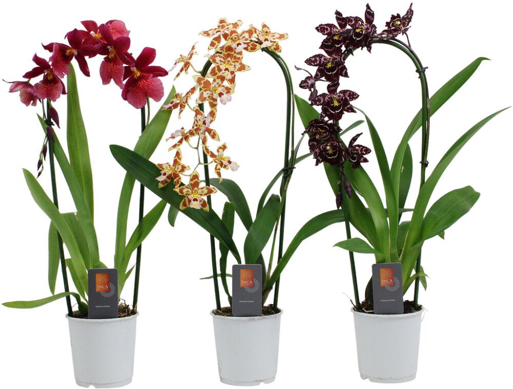 Orkidea Cambria Mix 1-vana kaarella P9
