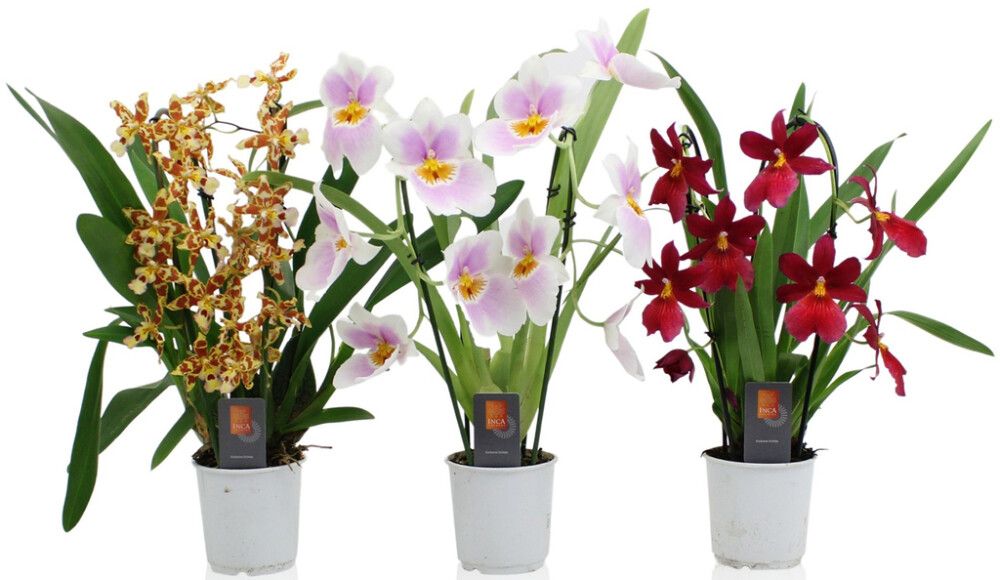 Orkidea Cambria Mix 2-vanaa kaarella P9