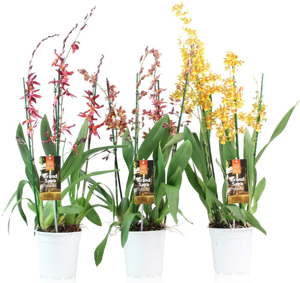 Orkidea Cambria Touve Mix P17