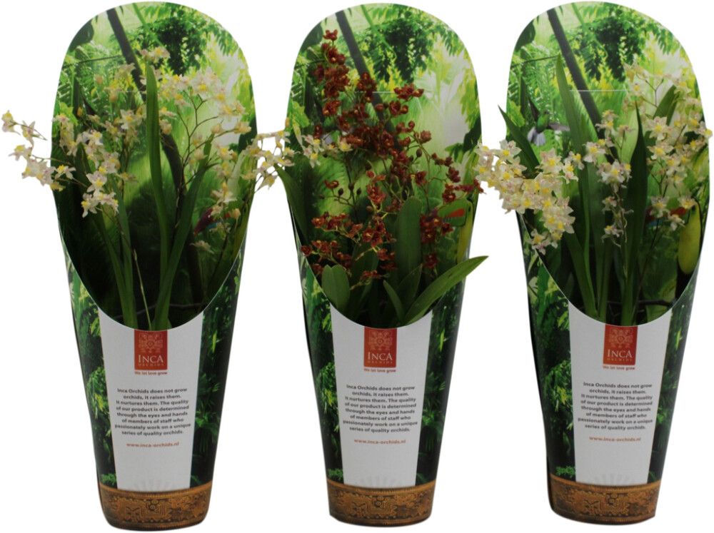 Nystykämmekkä Oncidium Twinkle P9