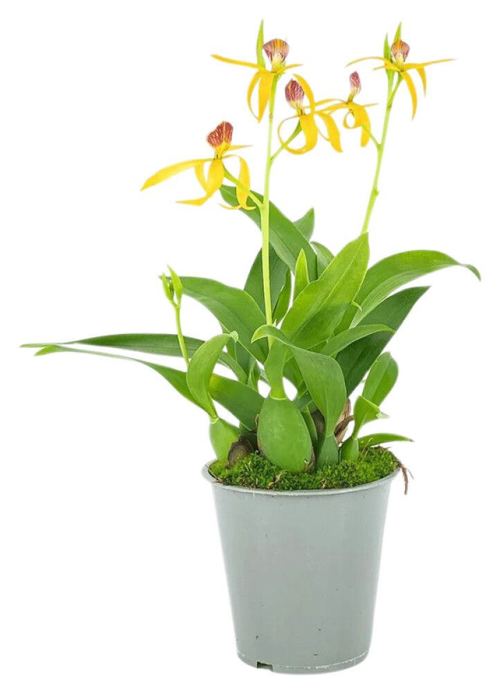 Orkidea Encyclia Jasper Hybrid P9