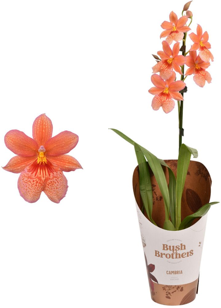 Orkidea Cambria Nelly Isler 1-vana P12