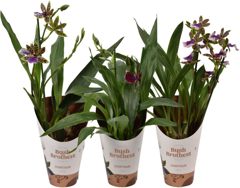 Orkidea Zygopetalum 2-vanaa P12