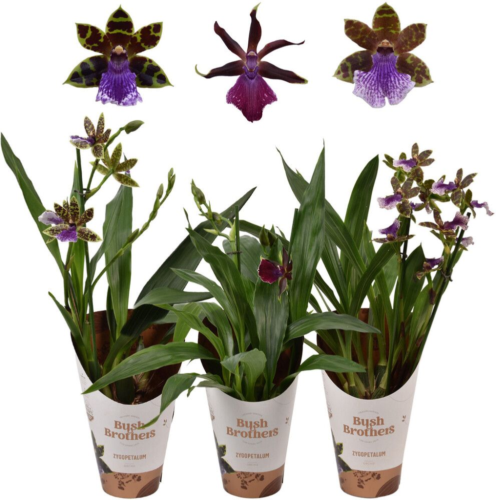 Orkidea Zygopetalum 2-vanaa P12