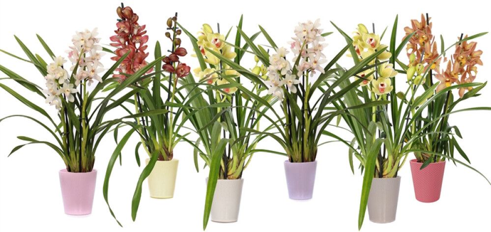 Kymbidiorkidea Cymbidium keramiikka Mix 2-vanaa P12
