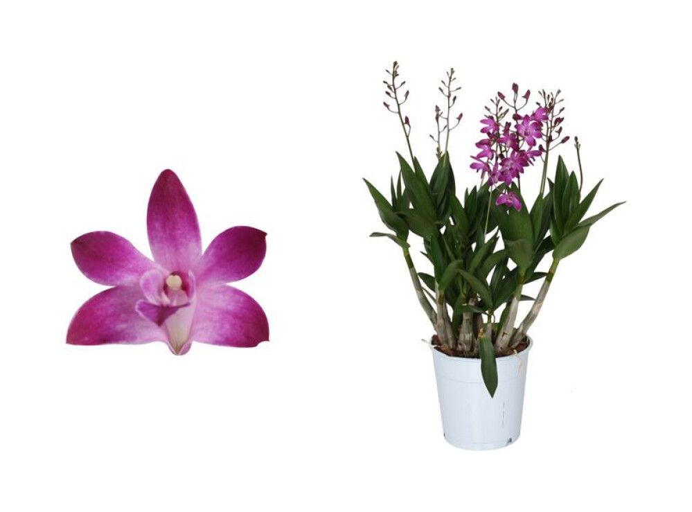 Puikkokämmekkä Dendrobium Berry Oda 4-vanaa P12