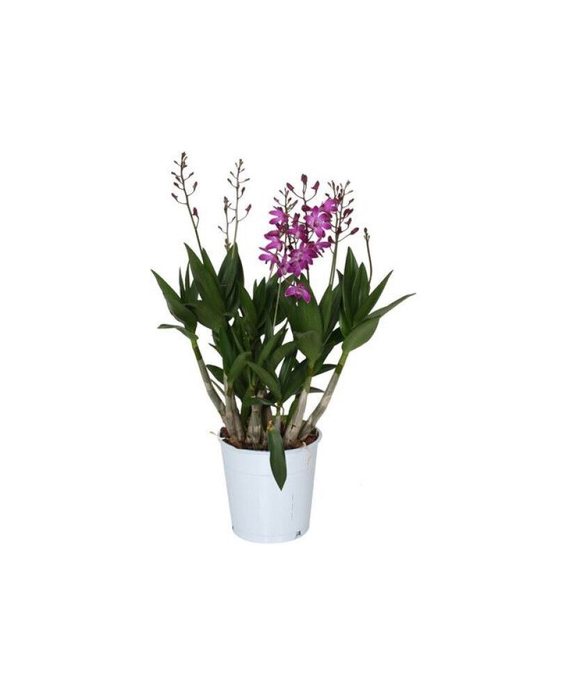 Puikkokämmekkä Dendrobium Berry Oda 4-vanaa P12
