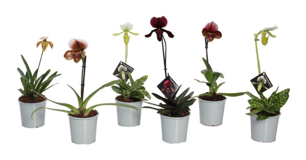Venuksenkenkä Paphiopedilum Mix 1-vana P9