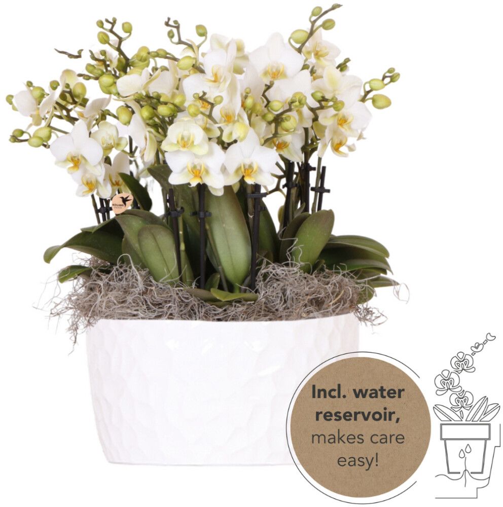 Perhoskämmekkä Phalaenopsis Lausanne keramiikka