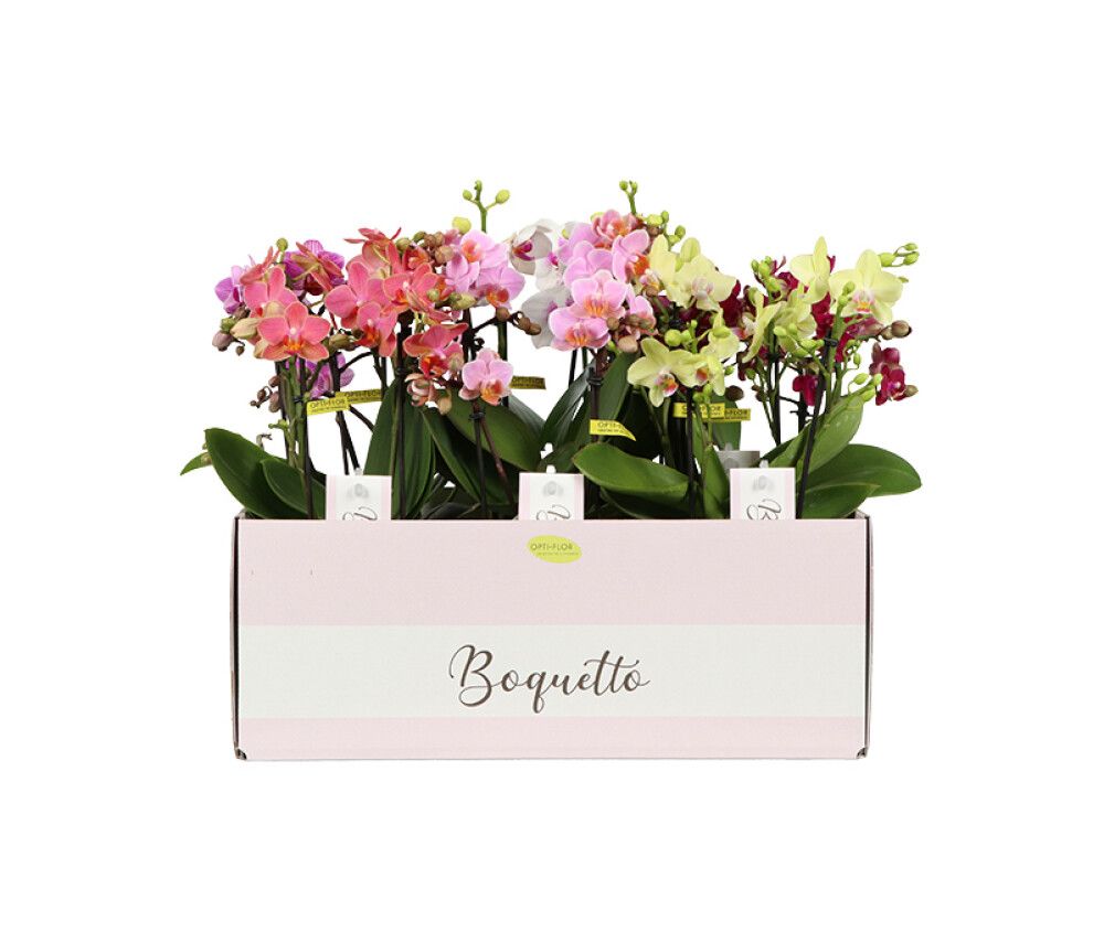 Perhoskämmekkä Phalaenopsis Boquetto Mix 3-vanaa P12