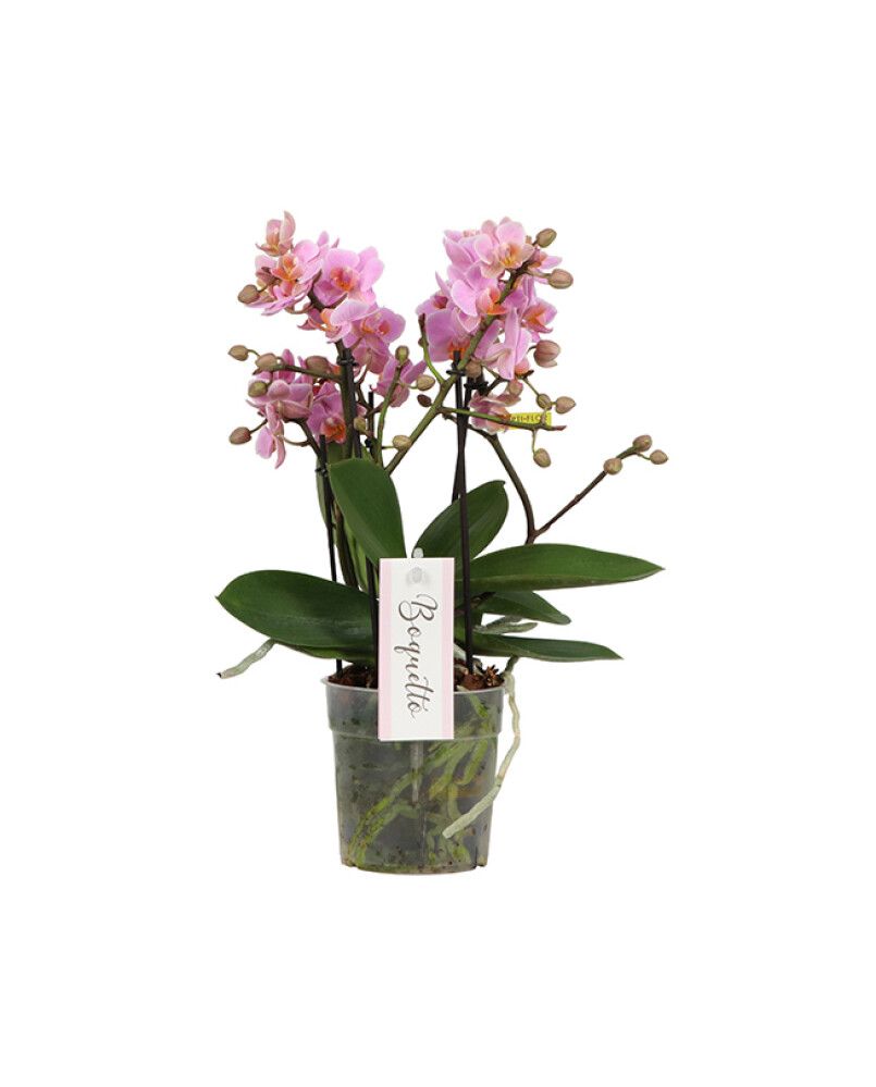 Perhoskämmekkä Phalaenopsis Boquetto Mix 3-vanaa P12