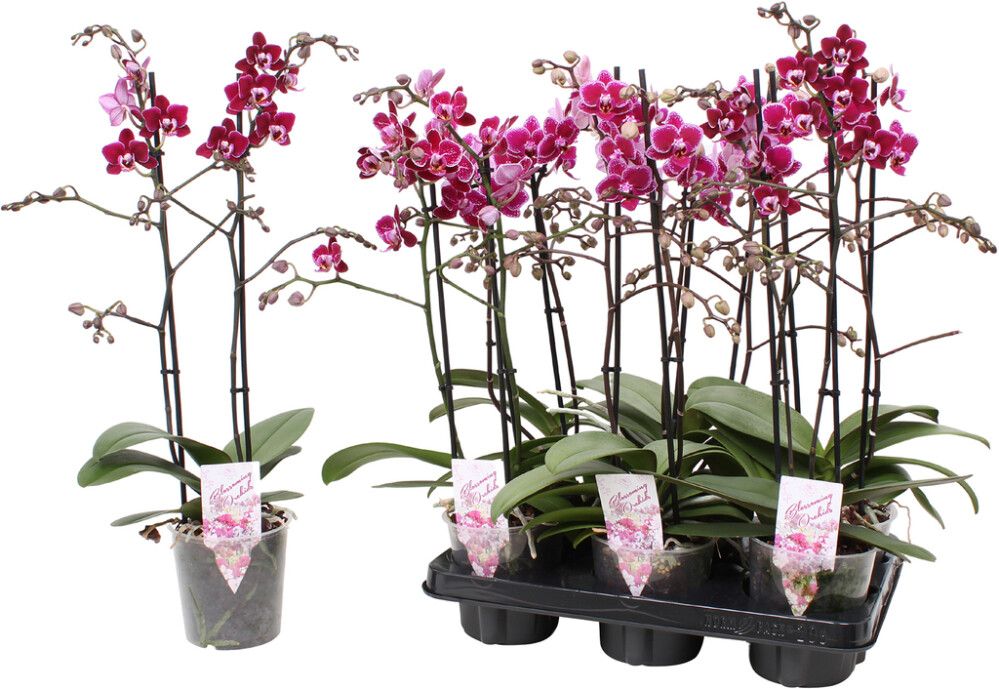 Perhoskämmekkä Phalaenopsis Multiflora Special 2-vanaa P12