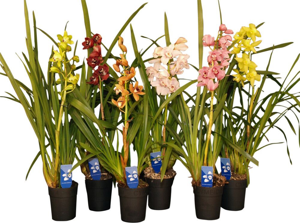 Kymbidiorkidea Cymbidium Mix 1-vana P14