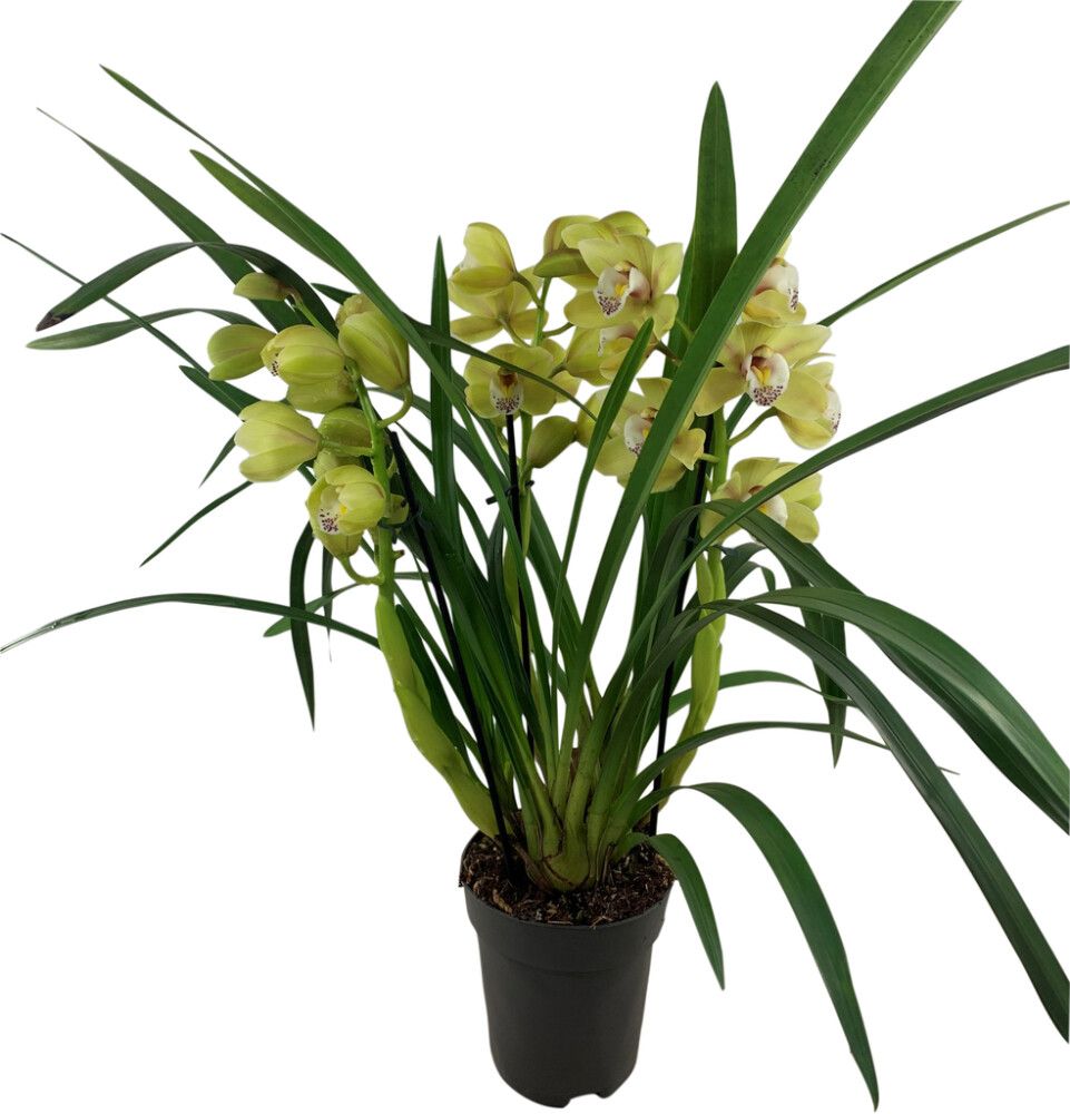 Kymbidiorkidea Cymbidium Anna 3-vana P14