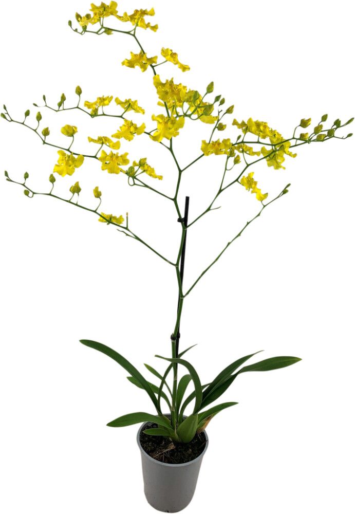 Nystykämmekkä Oncidium Yellow Hart 2-vanaa P12