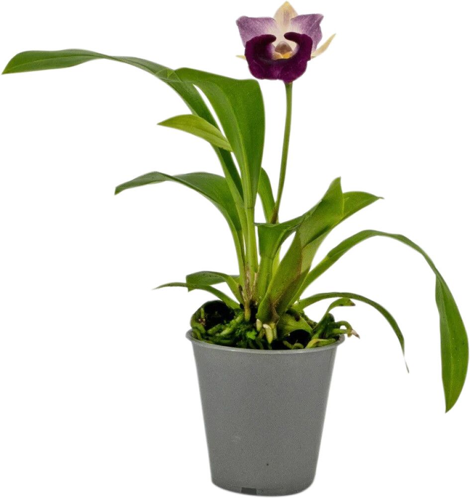 Orkidea Cochleanthes Hybrid P12