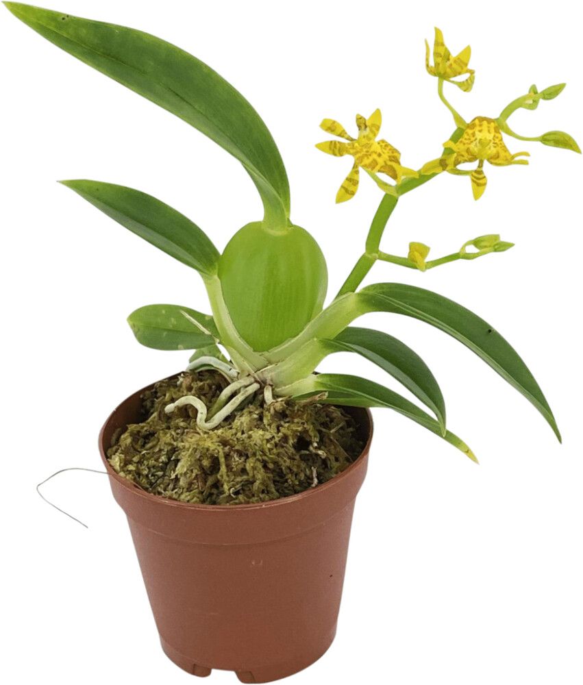 Orkidea Cyrtochilum Meirax P6