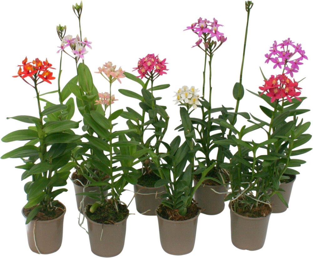 Orkidea Epidendrum Hybrid 2-vanaa P9