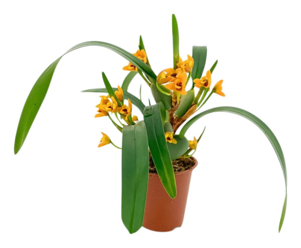 Orkidea Maxillaria Variabilis P9