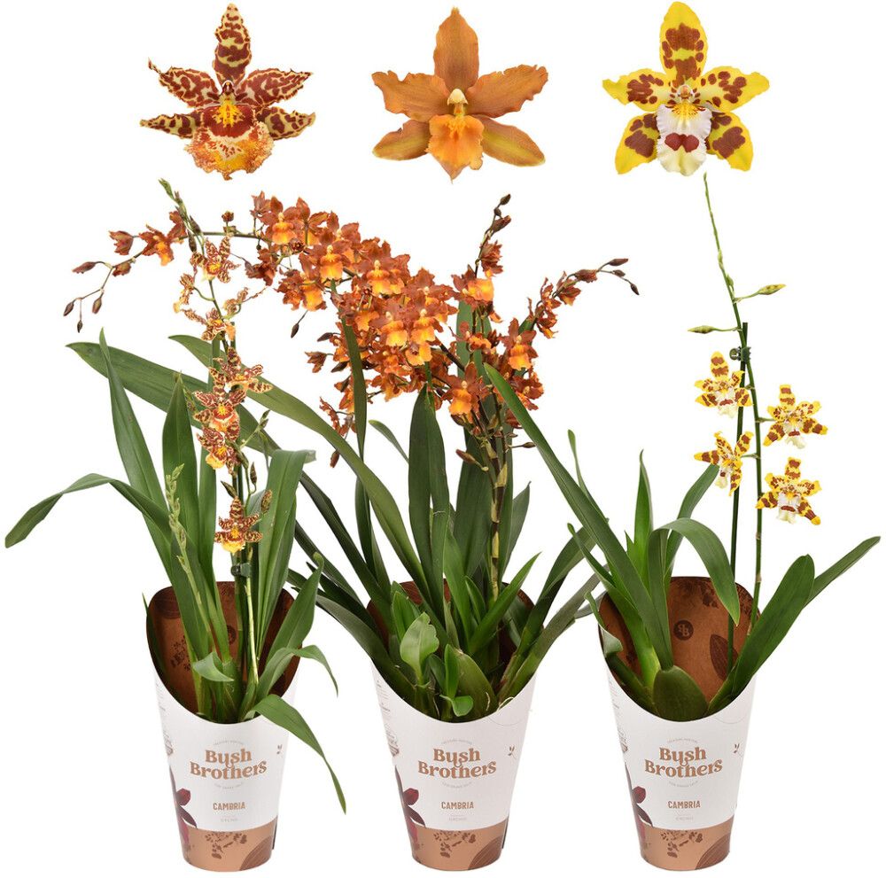 Orkidea Cambria Mix 1-vana P12