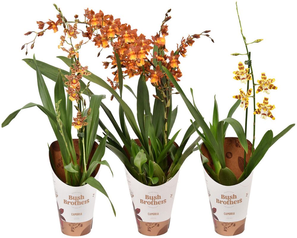 Orkidea Cambria Mix 1-vana P12