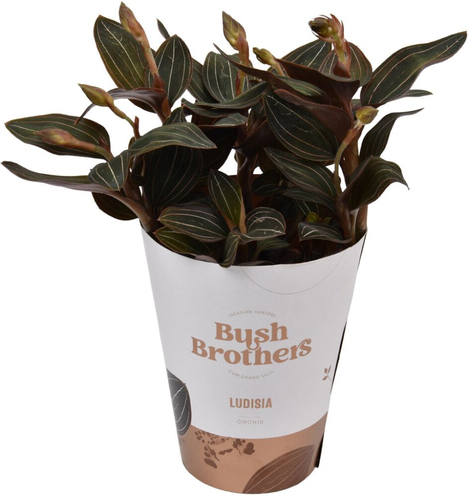 Orkidea Ludisia Discolor 3-vanaa P12