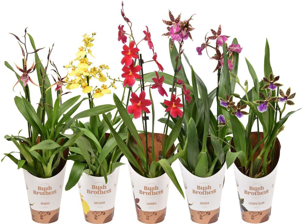 Orkidea Mix 2-vanaa P12