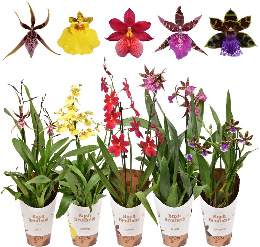 Orkidea Mix 2-vanaa P12