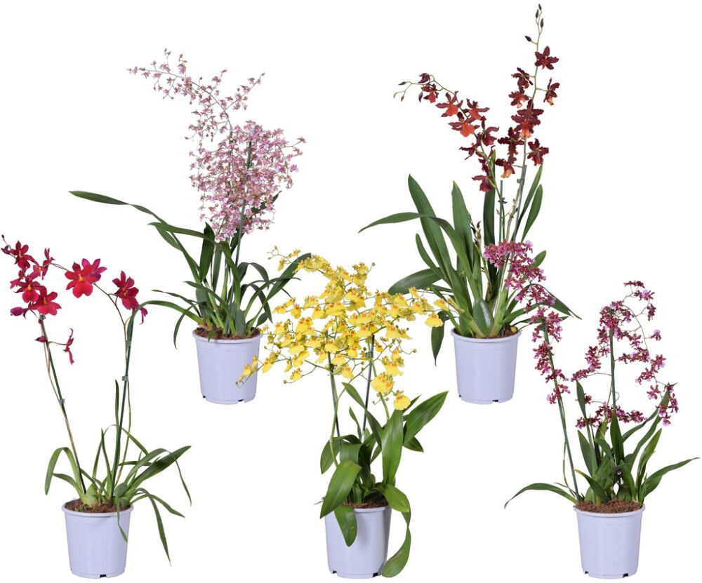 Orkidea Touve Mix P17