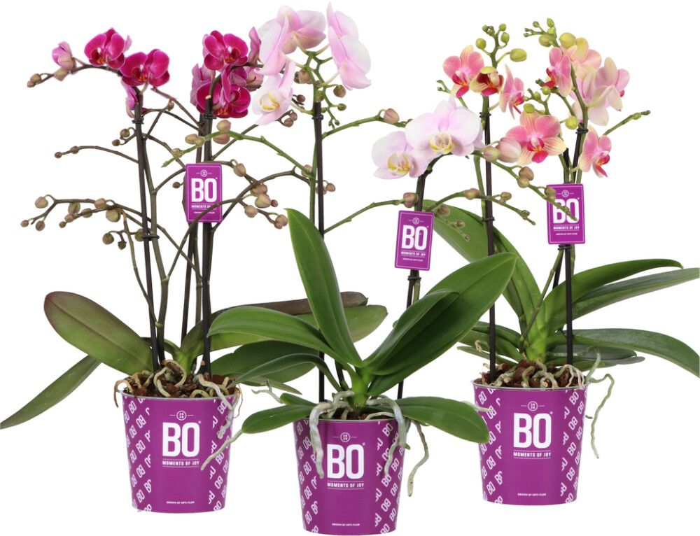 Perhoskämmekkä Phalaenopsis Multiflora 2-vanaa P12