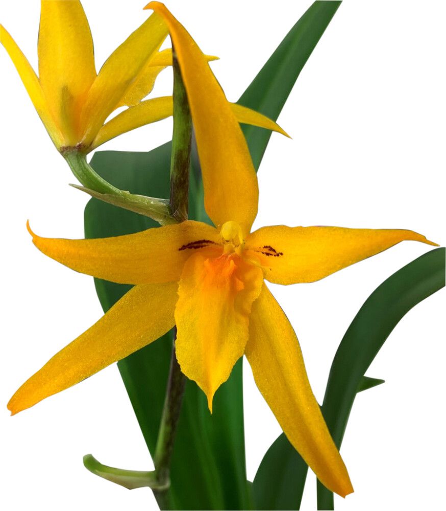 Lukkikämmekkä Brassia Anita 2-vanaa P12