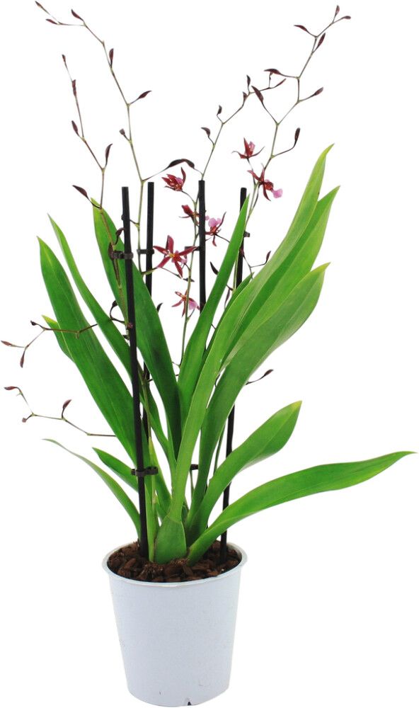 Orkidea Cambria Katsina Zoch 3-vanaa P12