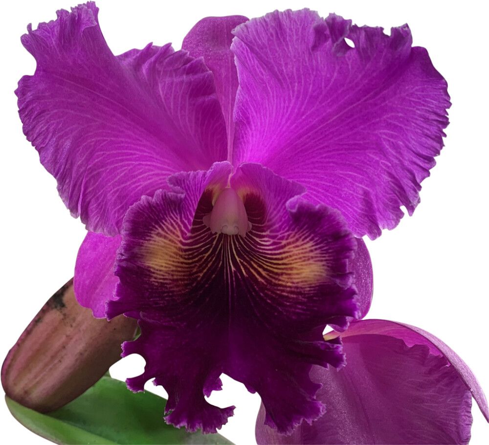 Katleija Cattleya 1-vana P12