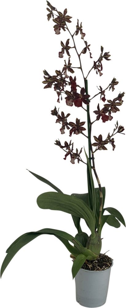 Orkidea Colmanara Black Cat 1-vana P12