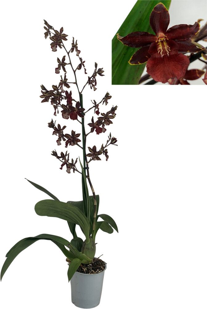 Orkidea Colmanara Black Cat 1-vana P12