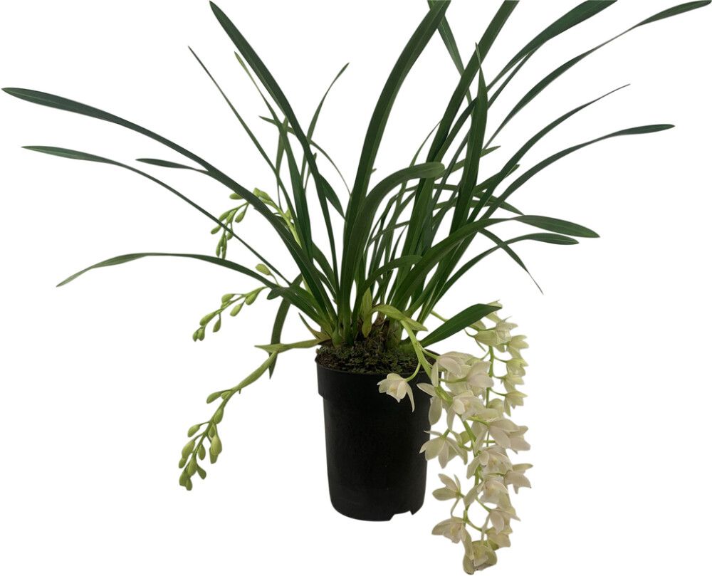 Kymbidiorkidea Cymbidium Cascade 4-vanaa P15