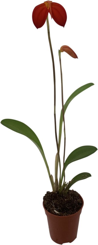 Orkidea Masdevallia Ignea P5
