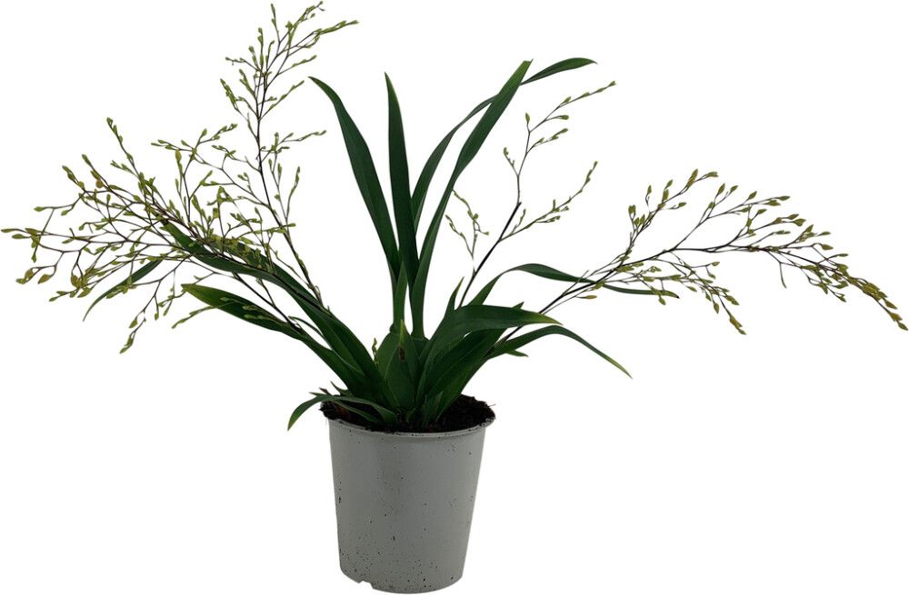 Nystykämmekkä Oncidium Twinkle 3-vanaa P12