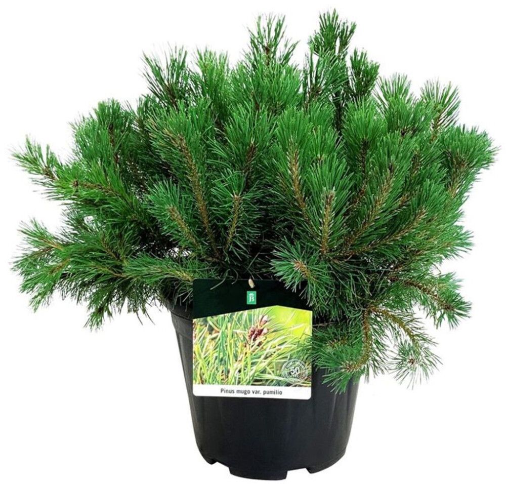 Kääpiövuorimänty Pinus Mugo Pumilio P17