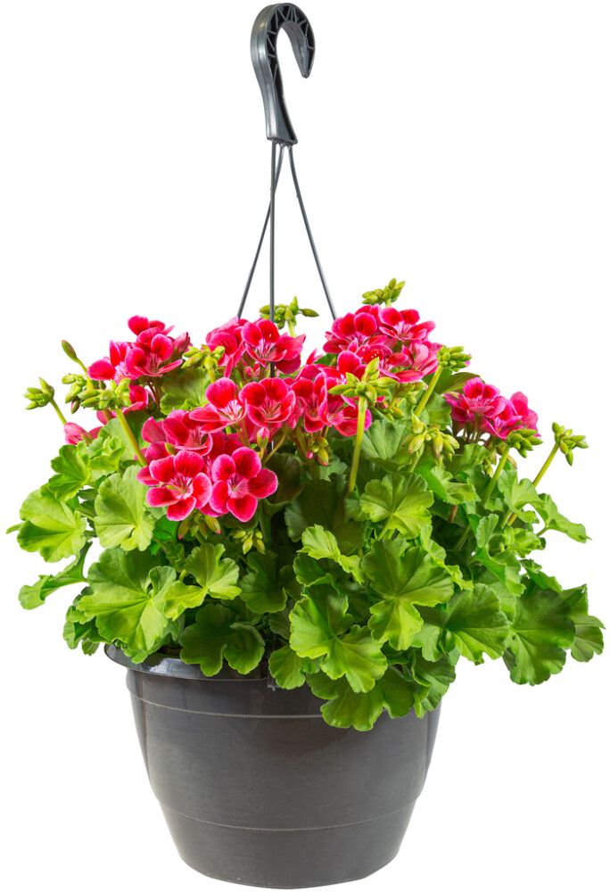 Pelargoni amppeli Kotimainen P25