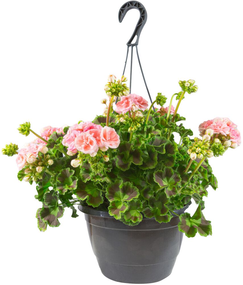 Pelargoni amppeli Kotimainen P25
