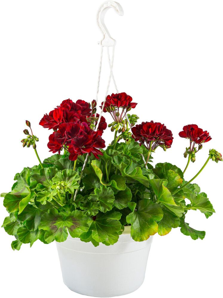 Pelargoni amppeli Kotimainen P25