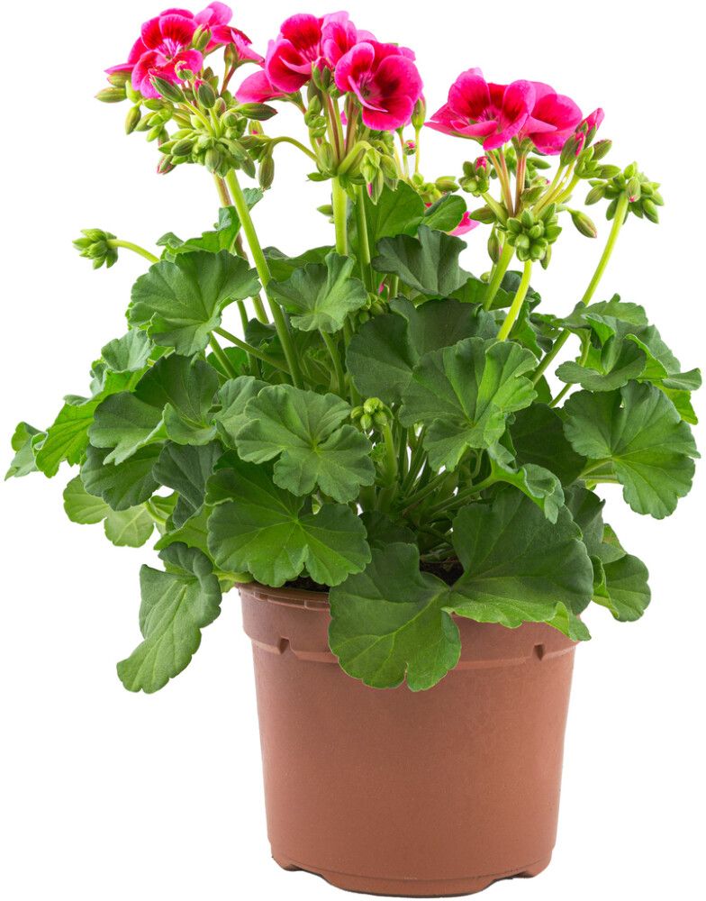 Pelargoni mix Kotimainen P14